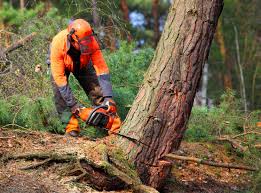 Best Palm Tree Trimming  in Renville, MN